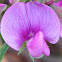 Sweet Pea
