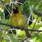 Orchard Oriole (immature male)