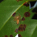 Unknown spotting