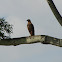Savanna Hawk