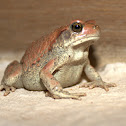 Raucous Toad