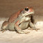 Raucous Toad