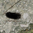 Wooly Bear caterpillar