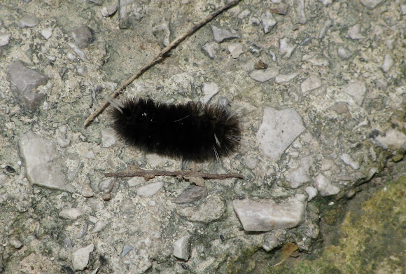 Spotting Image 1