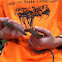 Wandering garter snake