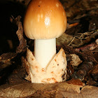 Mushrooms