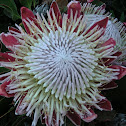 Protea ?