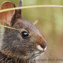 Marsh Rabbit
