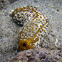 Eyed Sea Cucumber