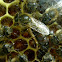 Queen bee