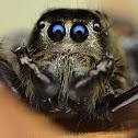 Jumping Spider