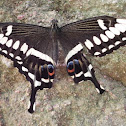 Emperor Swallowtail
