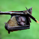 Fruit Bat (with Pup)