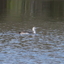 Red-throated Loon