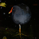Water Hen