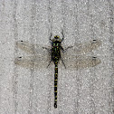 Harlequin Darner (female)
