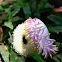 flower of Cannonball Tree