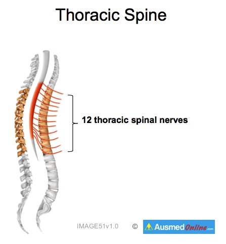 Thoracic Spine