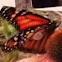 Monarch Butterfly