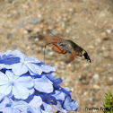 Hummingbird hawk-moth