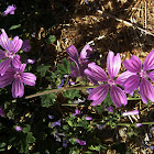 Common mallow