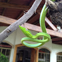 Bejuquilla