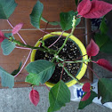 Poinsettia