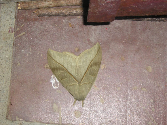 Spotting Image 1