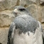 Águila Chilena / Black-chested Buzzard-Eagle