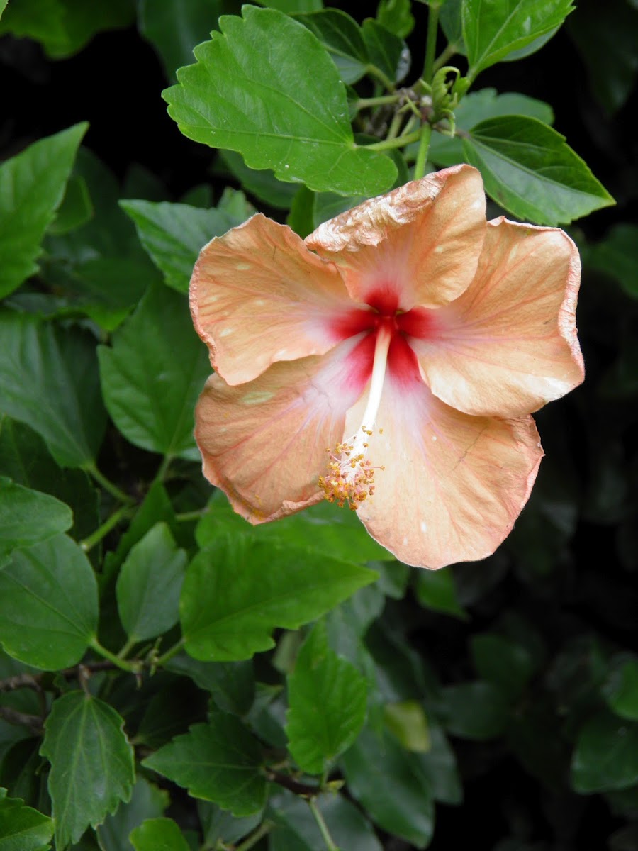 Hibiscus
