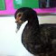 Muscovy Duck