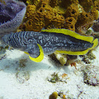 Splendid toadfish