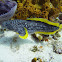 Splendid toadfish