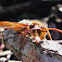 european hornet