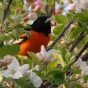 Baltimore Oriole