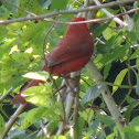Northern Cardinal (male)