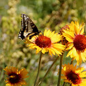 Pale Swallowtail