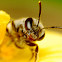 Small Bee