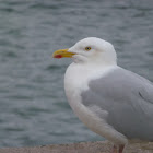 Joncull