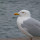 Joncull