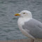 Joncull