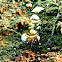 commensal shrimp