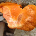 Cinnabar Red Polypore