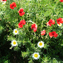 Poppies amongst Daisies