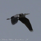 Grey Heron