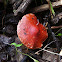 Redlead Roundhead