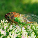 Dogday Cicada