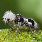 Panda Ant