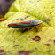Red-banded Leafhopper