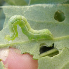 Trichoplusia ni (Gusano falso medidor. Cabbage looper)